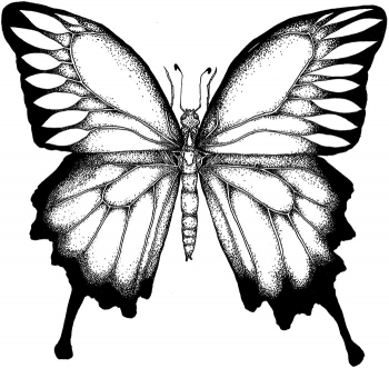 https://devonlabossiere.com/files/gimgs/th-1_butterflyink-Recovered.jpg