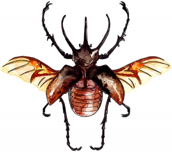 https://devonlabossiere.com/files/gimgs/th-1_chalcosoma_atlas.jpg