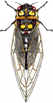 https://devonlabossiere.com/files/gimgs/th-1_cicada.jpg